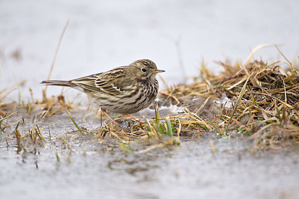 Wiesenpieper (Anthus pratensis)