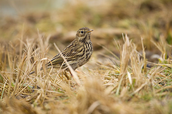 Wiesenpieper (Anthus pratensis)