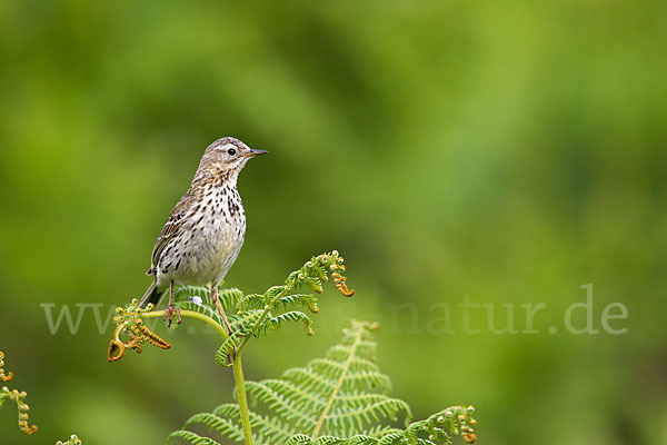 Wiesenpieper (Anthus pratensis)