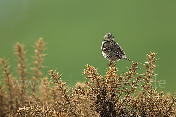 Wiesenpieper (Anthus pratensis)