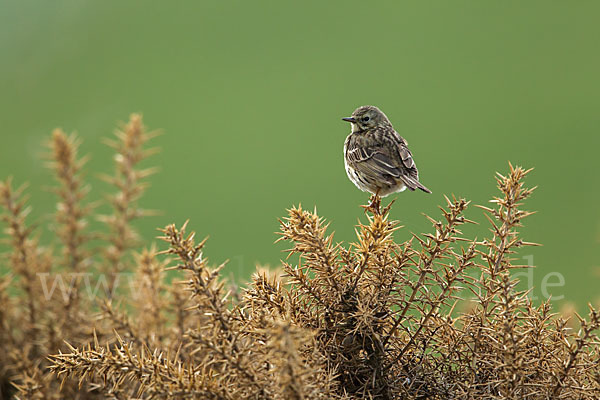 Wiesenpieper (Anthus pratensis)