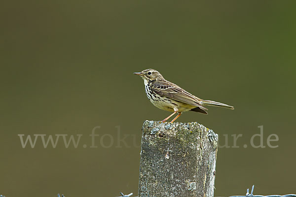 Wiesenpieper (Anthus pratensis)