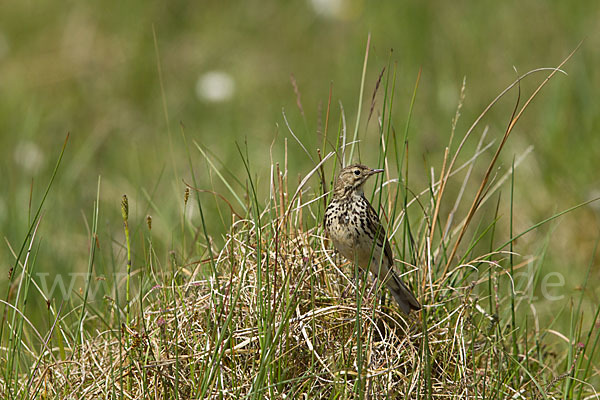 Wiesenpieper (Anthus pratensis)