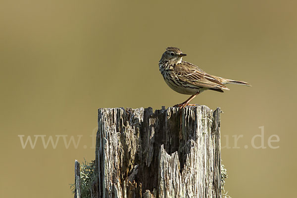 Wiesenpieper (Anthus pratensis)