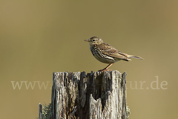 Wiesenpieper (Anthus pratensis)