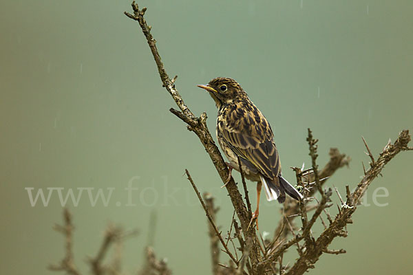 Wiesenpieper (Anthus pratensis)