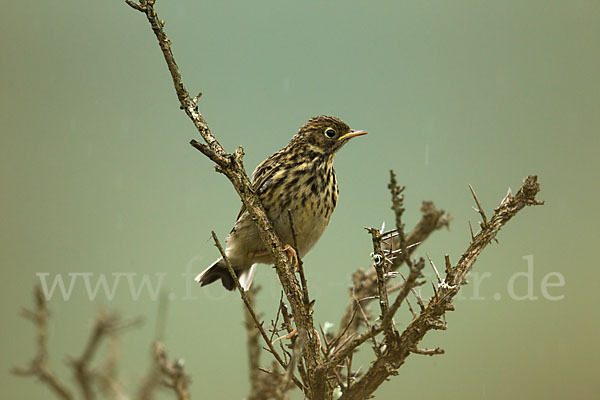 Wiesenpieper (Anthus pratensis)