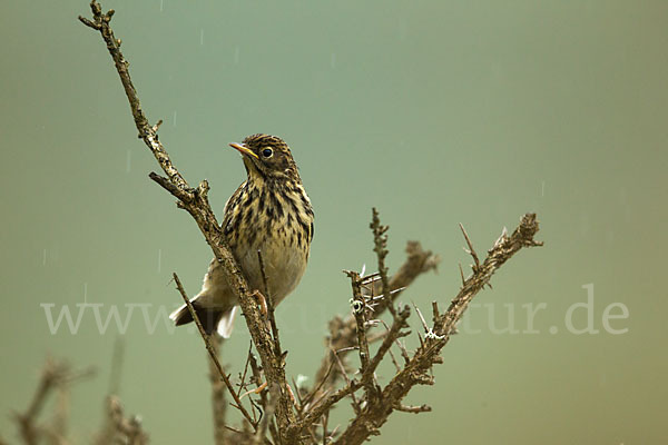 Wiesenpieper (Anthus pratensis)