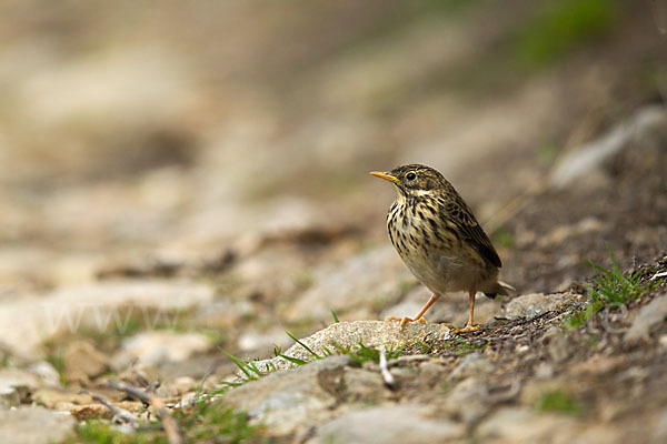 Wiesenpieper (Anthus pratensis)