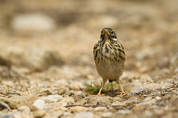 Wiesenpieper (Anthus pratensis)