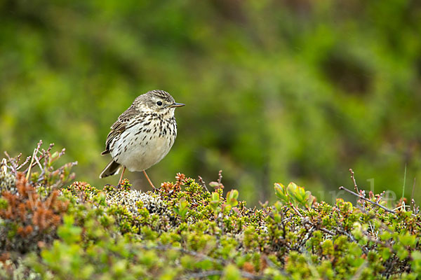 Wiesenpieper (Anthus pratensis)