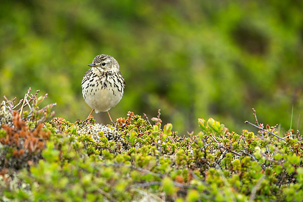 Wiesenpieper (Anthus pratensis)