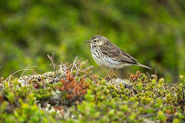 Wiesenpieper (Anthus pratensis)