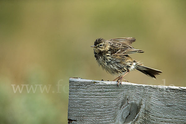 Wiesenpieper (Anthus pratensis)