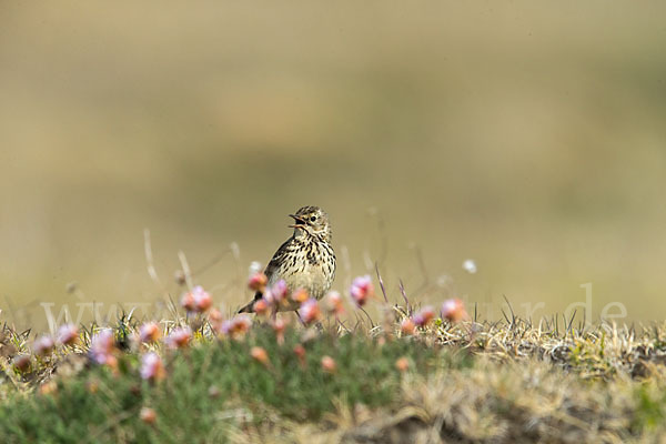 Wiesenpieper (Anthus pratensis)