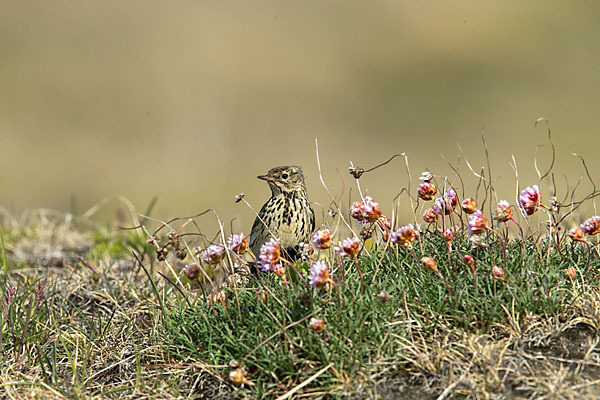 Wiesenpieper (Anthus pratensis)