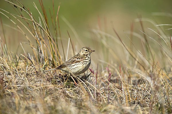 Wiesenpieper (Anthus pratensis)