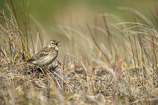 Wiesenpieper (Anthus pratensis)