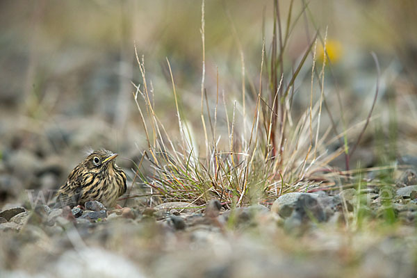 Wiesenpieper (Anthus pratensis)