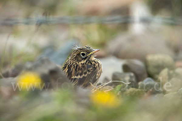 Wiesenpieper (Anthus pratensis)