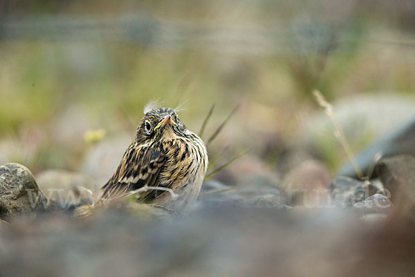 Wiesenpieper (Anthus pratensis)