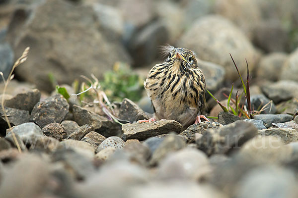 Wiesenpieper (Anthus pratensis)