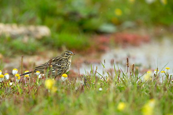 Wiesenpieper (Anthus pratensis)