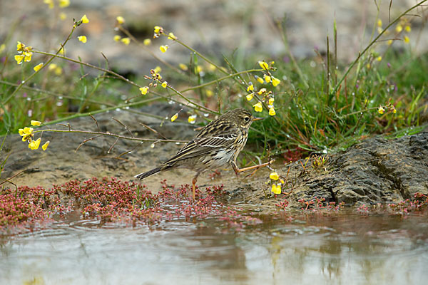 Wiesenpieper (Anthus pratensis)