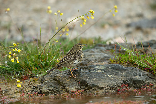 Wiesenpieper (Anthus pratensis)