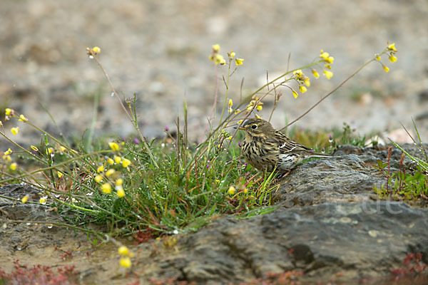 Wiesenpieper (Anthus pratensis)