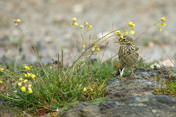 Wiesenpieper (Anthus pratensis)