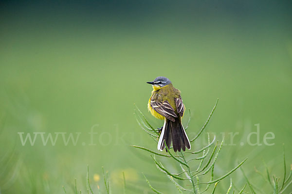 Wiesenschafstelze (Motacilla flava)