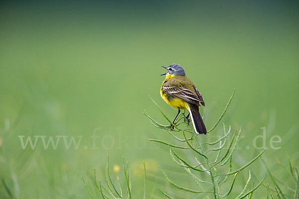 Wiesenschafstelze (Motacilla flava)