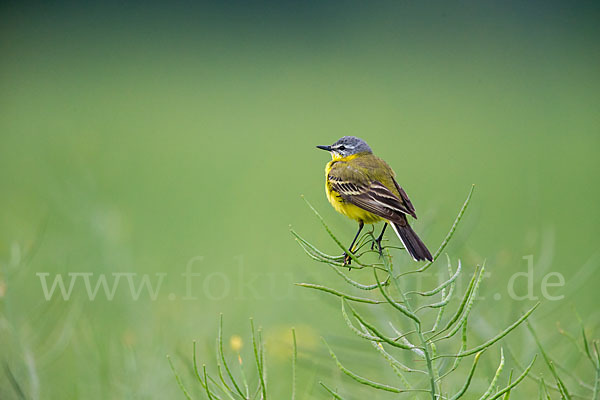 Wiesenschafstelze (Motacilla flava)