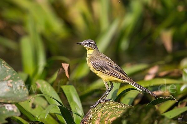 Wiesenschafstelze (Motacilla flava)