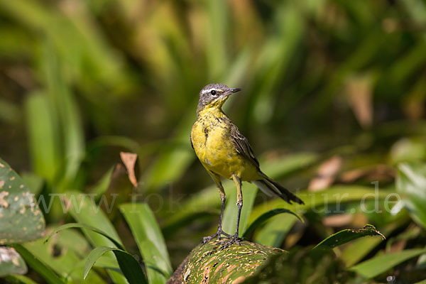 Wiesenschafstelze (Motacilla flava)