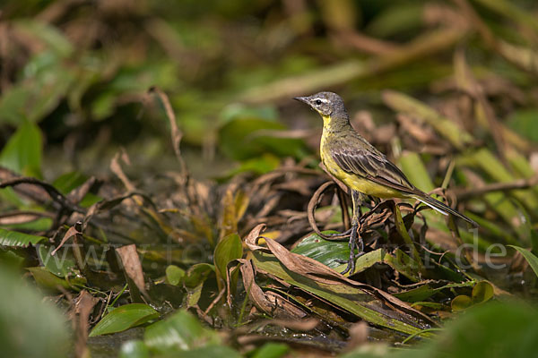 Wiesenschafstelze (Motacilla flava)