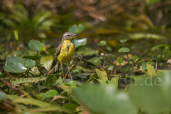 Wiesenschafstelze (Motacilla flava)