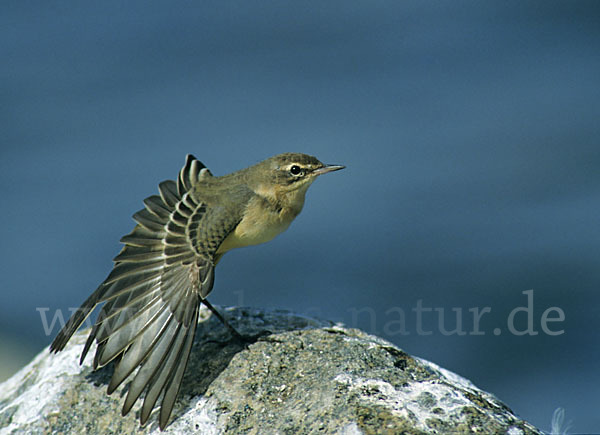 Wiesenschafstelze (Motacilla flava)