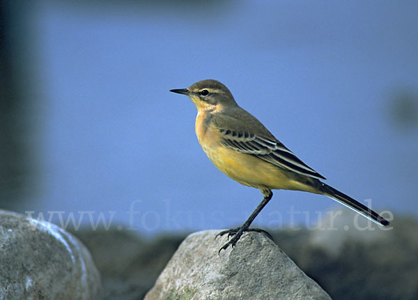 Wiesenschafstelze (Motacilla flava)