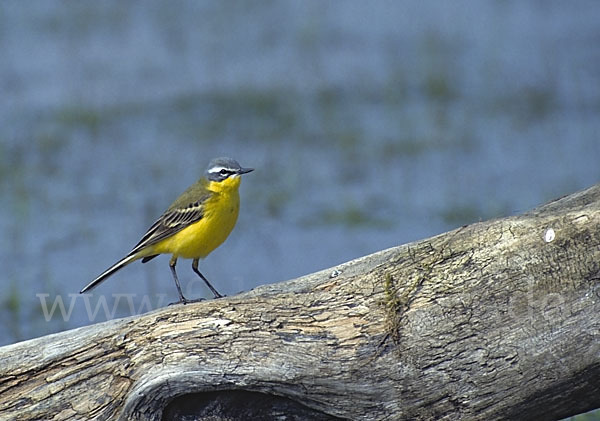 Wiesenschafstelze (Motacilla flava)