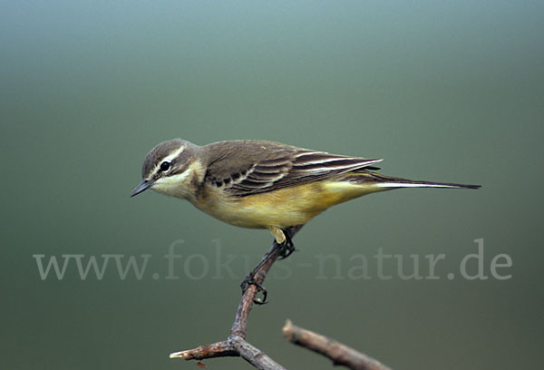 Wiesenschafstelze (Motacilla flava)