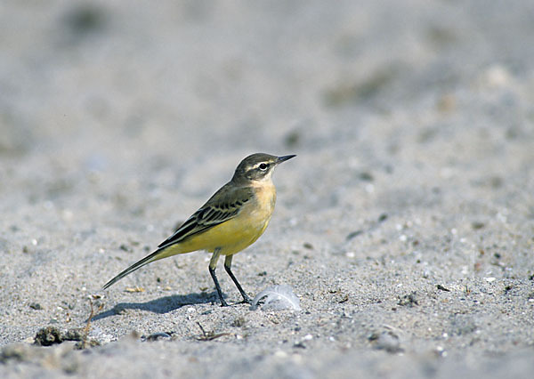 Wiesenschafstelze (Motacilla flava)