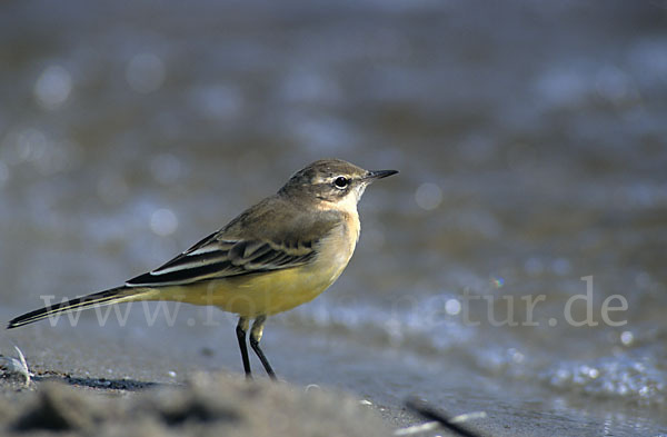 Wiesenschafstelze (Motacilla flava)