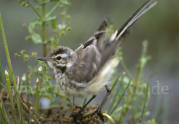 Wiesenschafstelze (Motacilla flava)