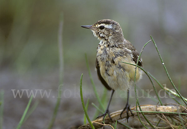 Wiesenschafstelze (Motacilla flava)