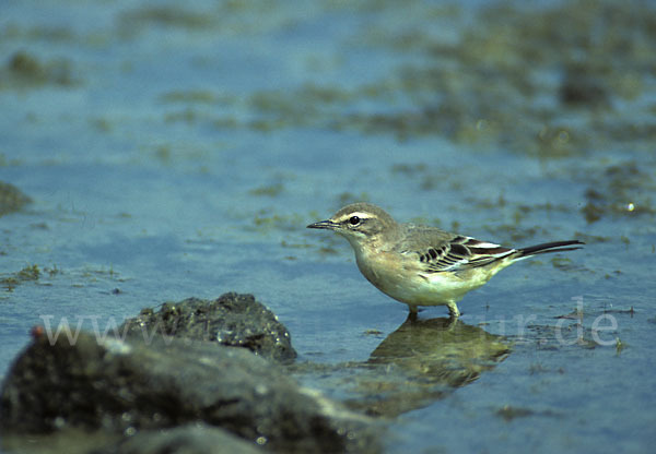 Wiesenschafstelze (Motacilla flava)