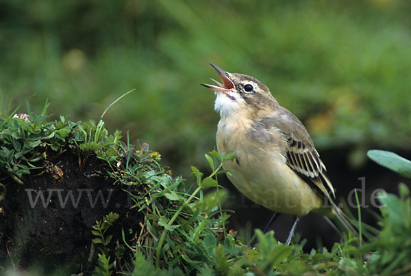 Wiesenschafstelze (Motacilla flava)