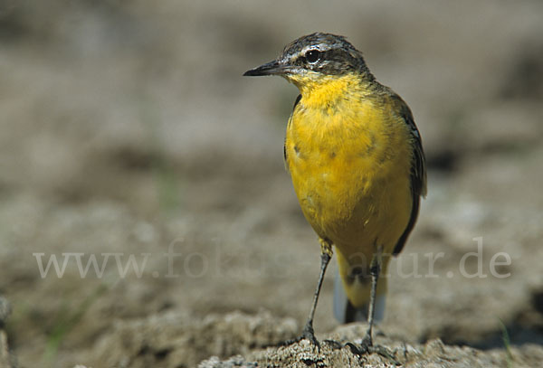 Wiesenschafstelze (Motacilla flava)