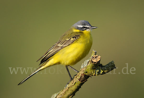 Wiesenschafstelze (Motacilla flava)